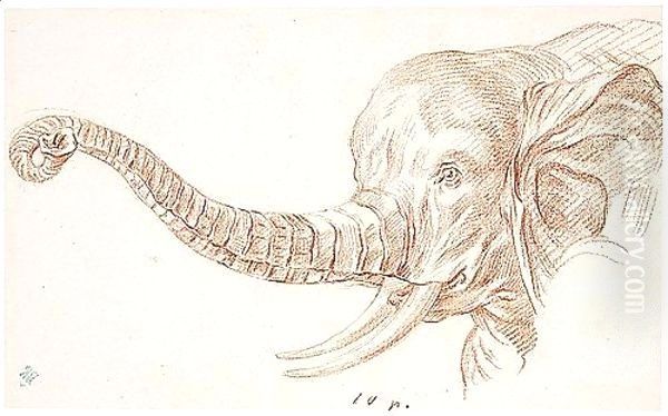 Study Of The Head Of An Elephant Oil Painting by Charles-Nicolas II Cochin