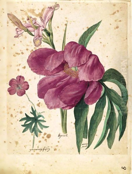 A Sheet Of Studies Of Flowers A Peony, A Spanish Iris And A Wild Geranium Oil Painting by Jacques le Moyne de Morgues