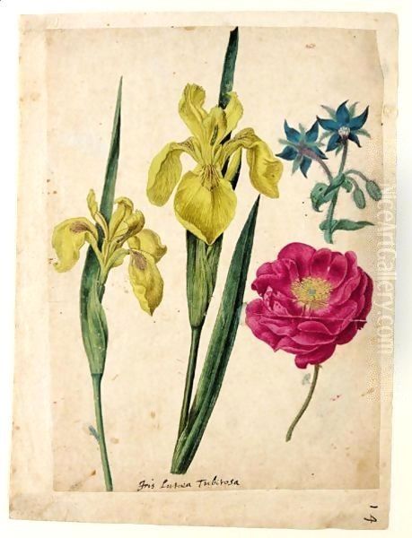 A Sheet Of Studies Of Flowers A Borage, A French Rose And Two Wild Irises 'Yellow Flag' Oil Painting by Jacques le Moyne de Morgues