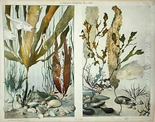 Seaweed, fishes, sea horse, crab and shellfish Oil Painting by Emile Belet