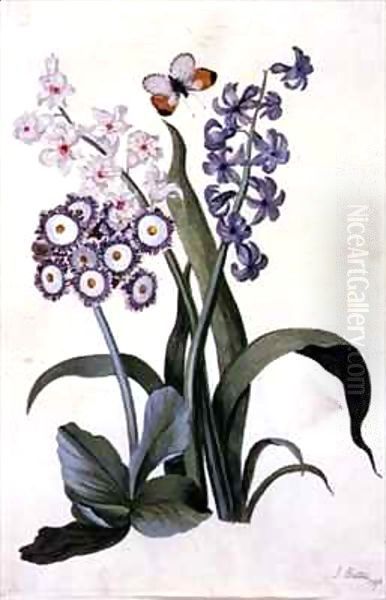 Semi-Double White and Blue Hyacinths with Hybrid Auricula and an Orange-Tip Butterfly Oil Painting by J. Battie