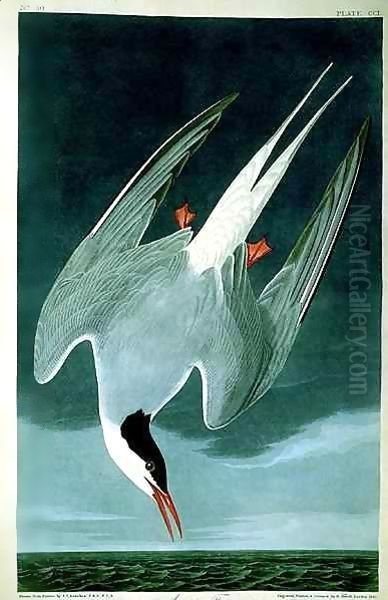 Arctic Tern, from 'Birds of America' Oil Painting by John James Audubon