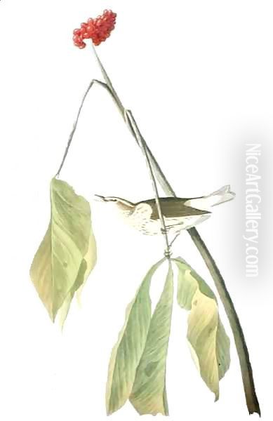 Louisiana Water Thrush, from 'Birds of America' Oil Painting by John James Audubon