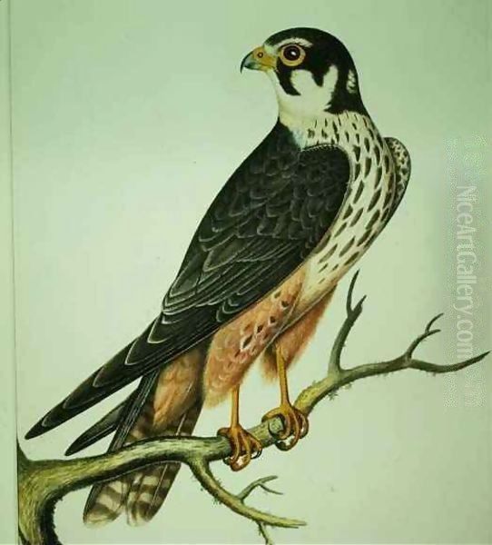 Hobby Oil Painting by Rev. C. Atkinson