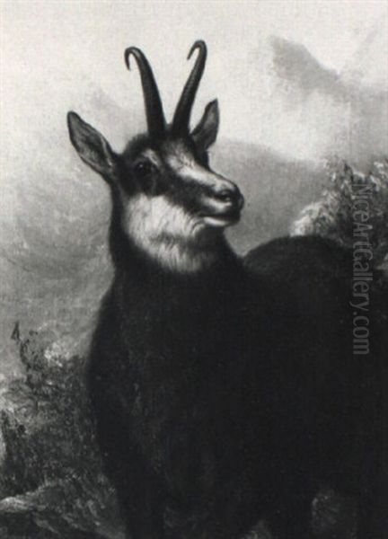 Gemse Vor Gebirgslandschaft Oil Painting by Benno Adam