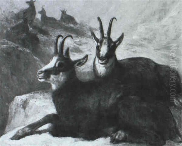 Gemsen Im Hochgebirge Oil Painting by Benno Adam