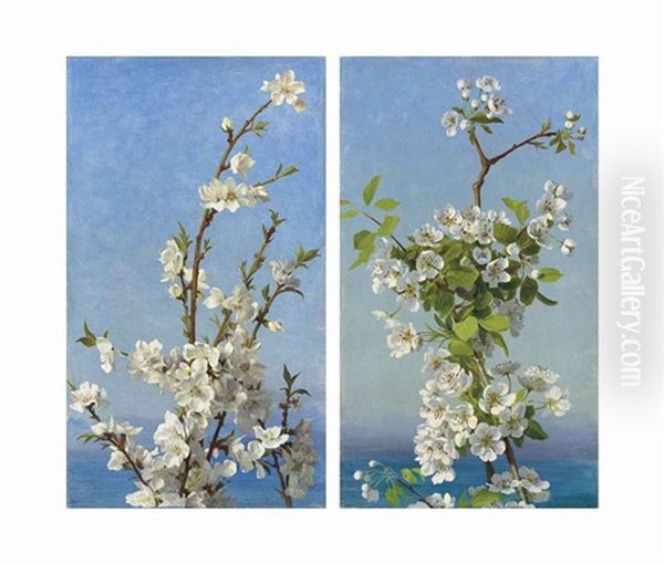 Two Studies Of Hawthorn Blossom, Capri (2 Works) Oil Painting by Sophie Gengembre Anderson