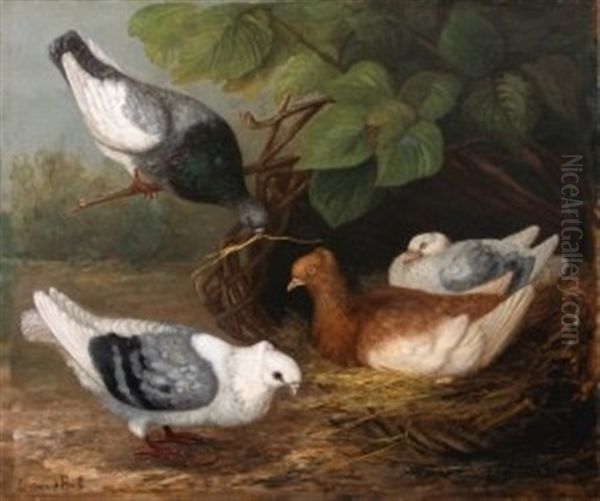 Les Pigeons Oil Painting by Luise Marie F. van der Beek