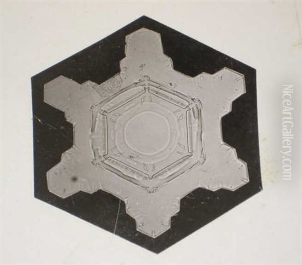 Snow Crystals (+ 2 Others; 3 Works) Oil Painting by Wilson Alwyn Bentley