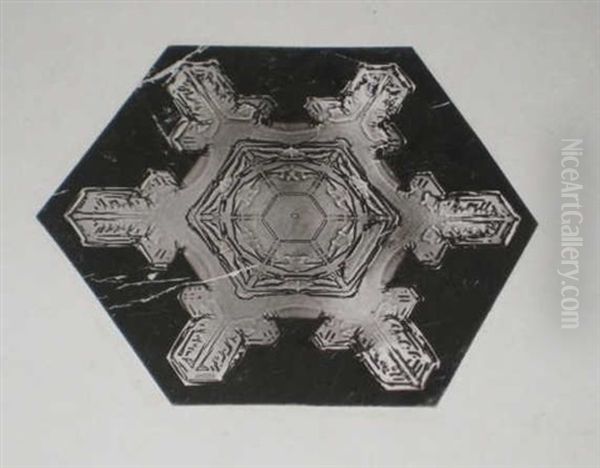 Snow Crystals (+ Another; 2 Works) Oil Painting by Wilson Alwyn Bentley