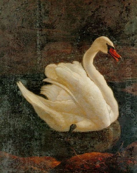 Swan Swimming Close To The Shoreline Oil Painting by Abraham Bisschop Dordrecht