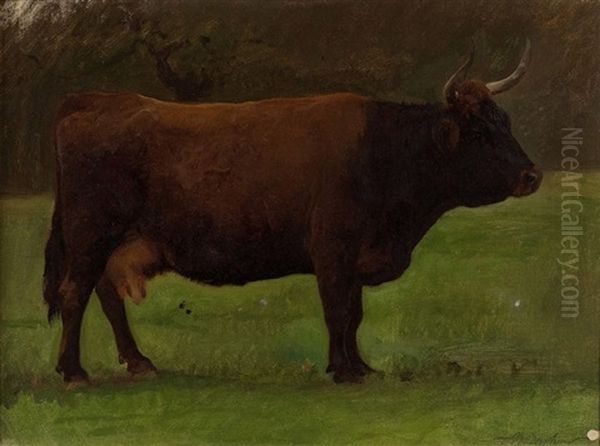 Etude D'une Vache De Salers (study) Oil Painting by Auguste Bonheur
