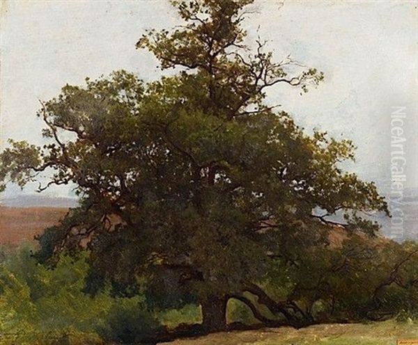 Chene En Auvergne (study) Oil Painting by Auguste Bonheur