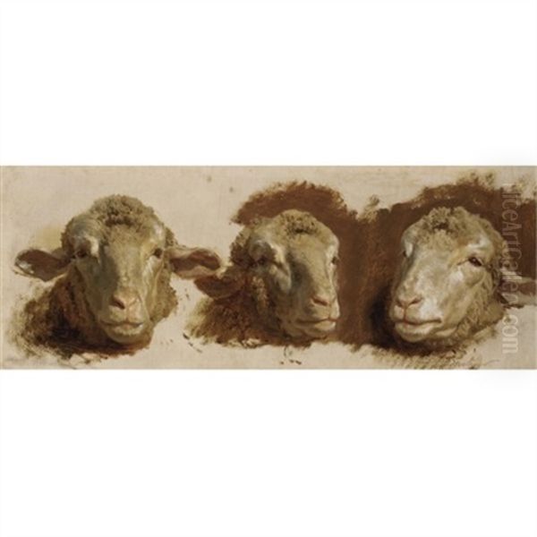 Sheep Heads (studies) Oil Painting by Auguste Bonheur