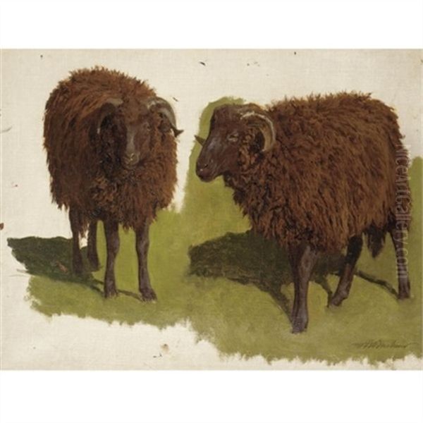Study Of Black Rams Oil Painting by Auguste Bonheur