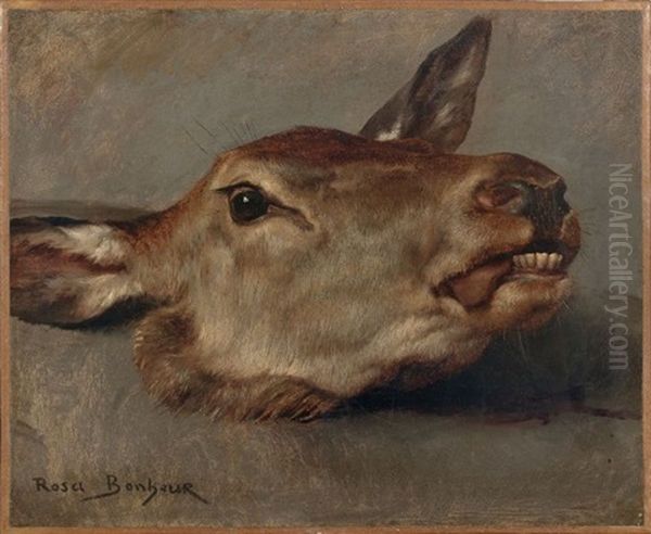 Etude De Tete De Biche Oil Painting by Rosa Bonheur