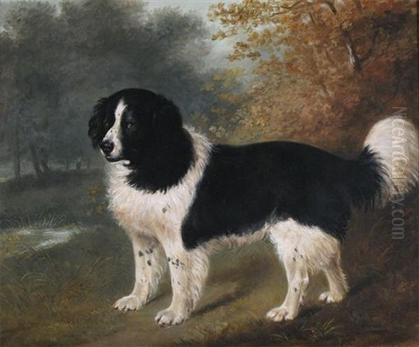 A Favourite Newfoundland Dog In A Landscape Oil Painting by John Boultbee