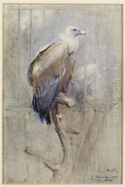 Tawny Vulture Oil Painting by Edwin Alexander