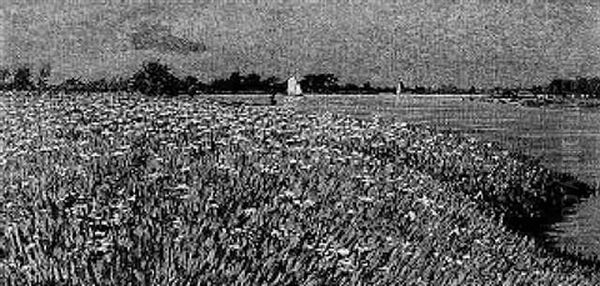 Bord De La Meuse Au Printemps Oil Painting by Co Breman