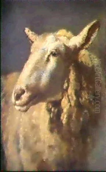 Farhuvud - Studie Oil Painting by Govert Dircksz. Camphuysen