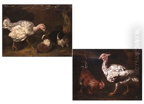 Tierdarstellungen (pair) Oil Painting by Giovanni Agostino Cassana