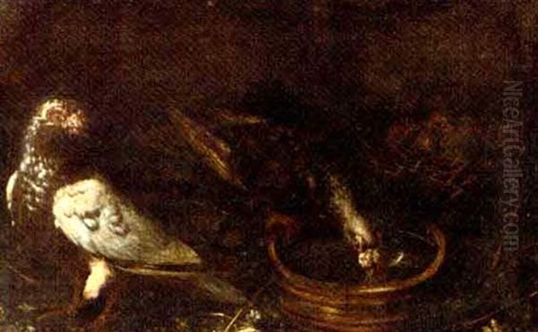 Two Pigeons, One At A Water Bowl With Two Squabs In A Nest Oil Painting by Giovanni Agostino Cassana