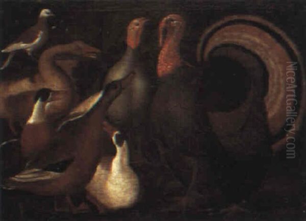 Study Of Ducks, Geese, A Dove And Turkeys Oil Painting by Giovanni Agostino Cassana