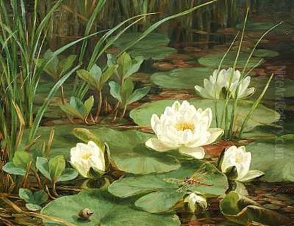 Hvide Akander I En So Med En Svaevende Guldsmed Og En Snegl Pa Et Akandeblad Oil Painting by Anthonie, Anthonore Christensen