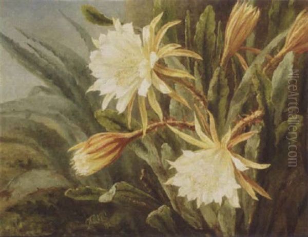 Hvid Kaktus Oil Painting by Anthonie, Anthonore Christensen