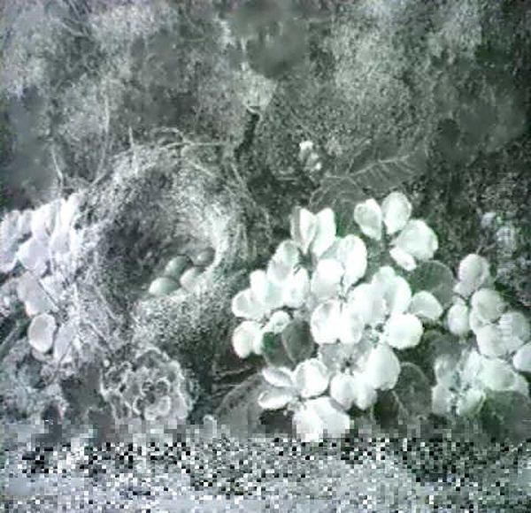 Still Lives Of Blossom With A Bird's Nest Oil Painting by Oliver Clare