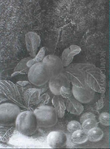 Still Life Study Of Victoria Plums And Gooseberries Oil Painting by Oliver Clare