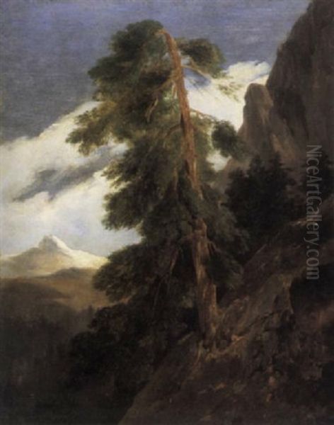 Study Of Fir Trees On A Mountain Side Oil Painting by Jules Louis Phillipe Coignet