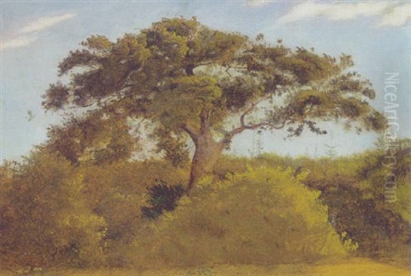 Det Store Egetrae Oil Painting by Christen Dalsgaard