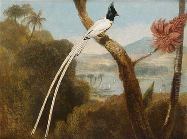 The Paradise Fly-catcher Of Ceylon Oil Painting by William Daniell RA