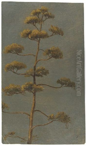 Un Aloes En Fleurs A Rome Oil Painting by Simon-Joseph-Alexandre Clement Denis