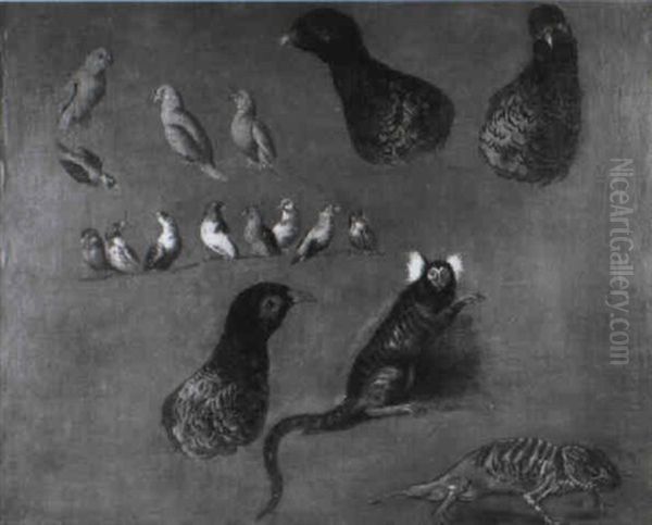 Etude D'oiseaux, De Faisans Et D'animaux Exotiques Oil Painting by Alexandre-Francois Desportes