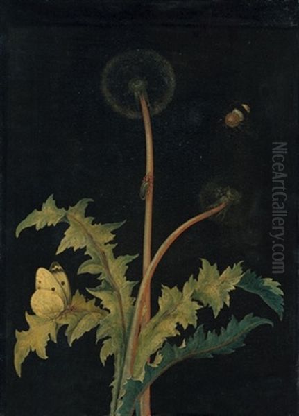 Lowenzahn Mit Kohlweisling Und Honigbiene Oil Painting by Barbara Regina Dietzsch