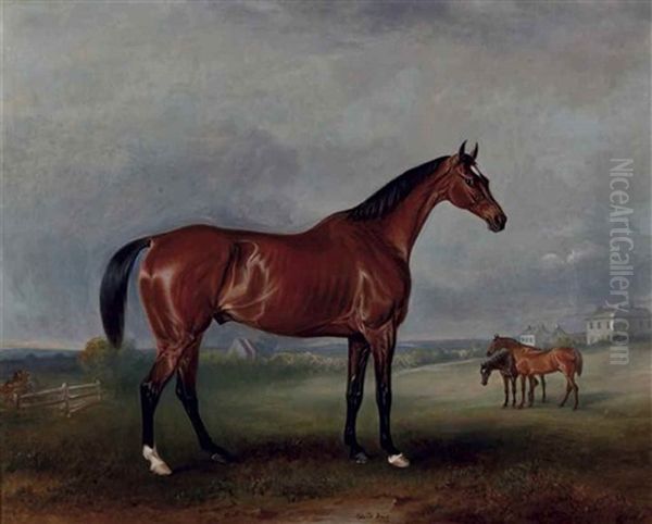 Cloud King, Le Cheval De Mr Hall Webb, Dans Un Enclos Avec D