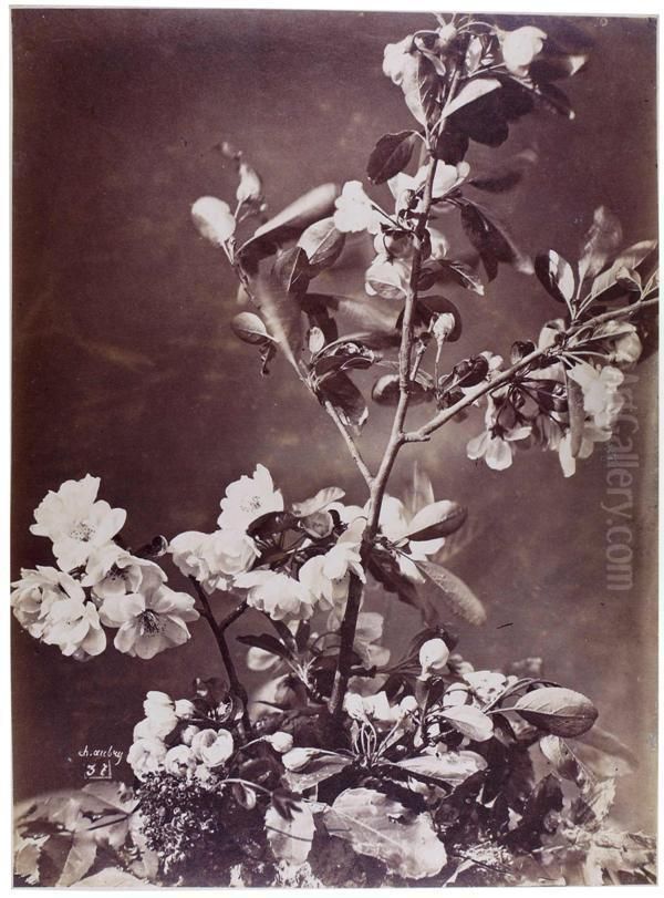 Nature Morte Aux Fleurs Oil Painting by Charles Aubry