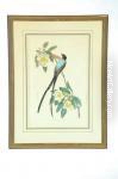 Fork-tailed Flycatcher Oil Painting by John James Audubon