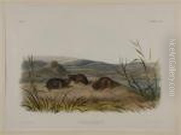 Arvicola Borealis, Northern Meadow-mouse Oil Painting by John James Audubon