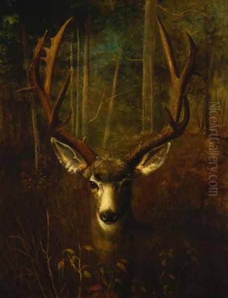 Stag Resting, Colorado Springs Oil Painting by Richard La Barre Goodwin