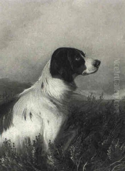 A Spaniel Oil Painting by Colin Graeme