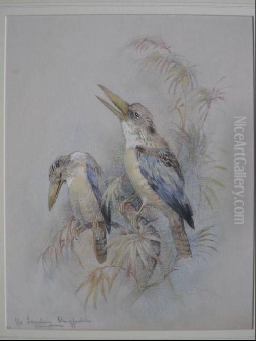 The Laughing Ringneck Oil Painting by Charles Henry C. Baldwyn