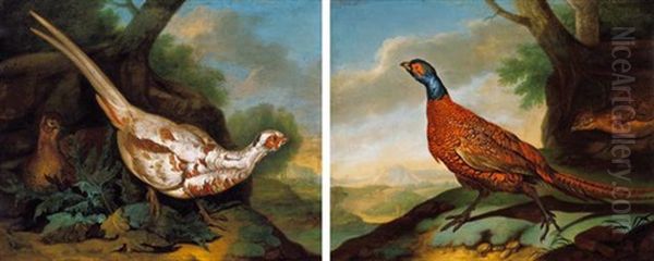 Albino Facan (albino Pheasant) Oil Painting by Philipp Ferdinand de Hamilton