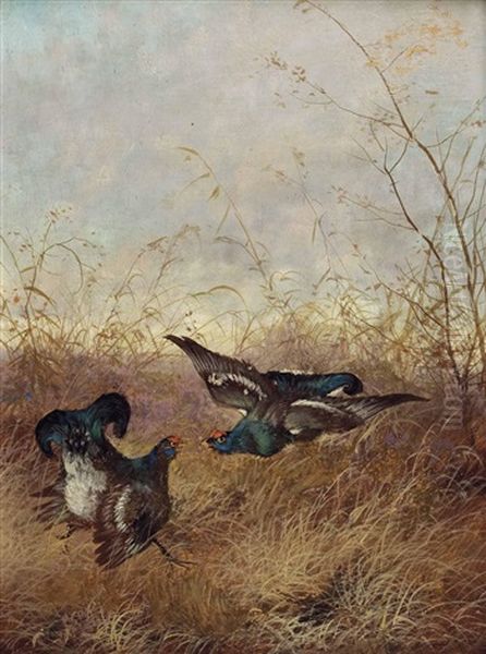 Kampfende Birkhahne Oil Painting by Max Josef Haenger Sr.