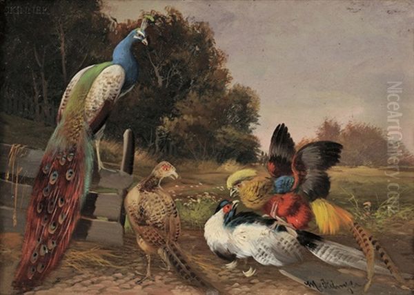 Still Life With Peacock And Pheasants Oil Painting by Max Josef Haenger Sr.