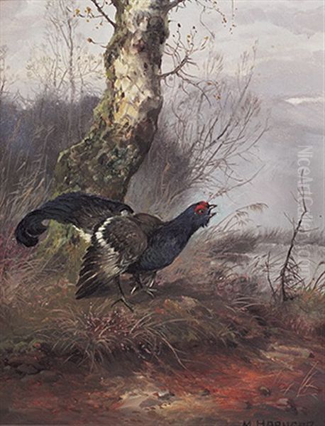 Balzender Auerhahn Im Moor An Einem Dunstigen Morgen Oil Painting by Max Josef Haenger Sr.