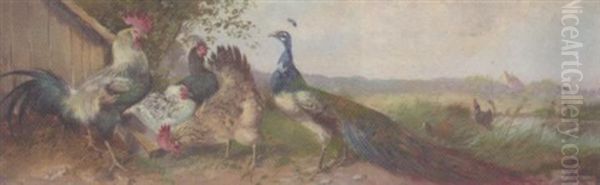 Peacock And Chickens Oil Painting by Max Josef Haenger Sr.