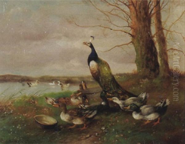 Enten Und Ein Pfau Vor Einem Seeufer Oil Painting by Max Josef Haenger Sr.